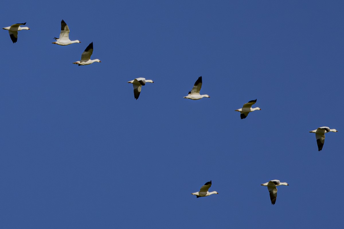 Snow Goose - ML630031890