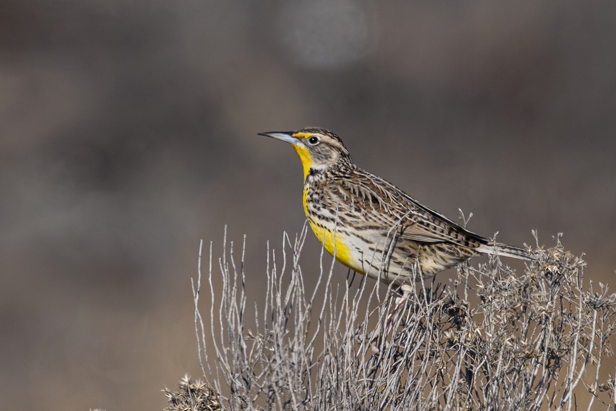 Western Meadowlark - ML630031896
