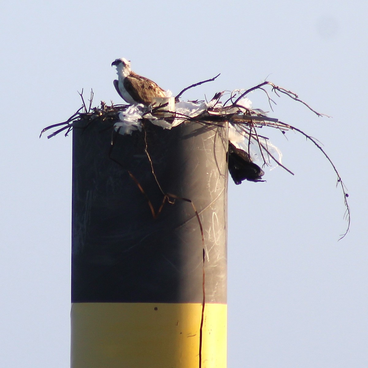 Osprey - ML630031909