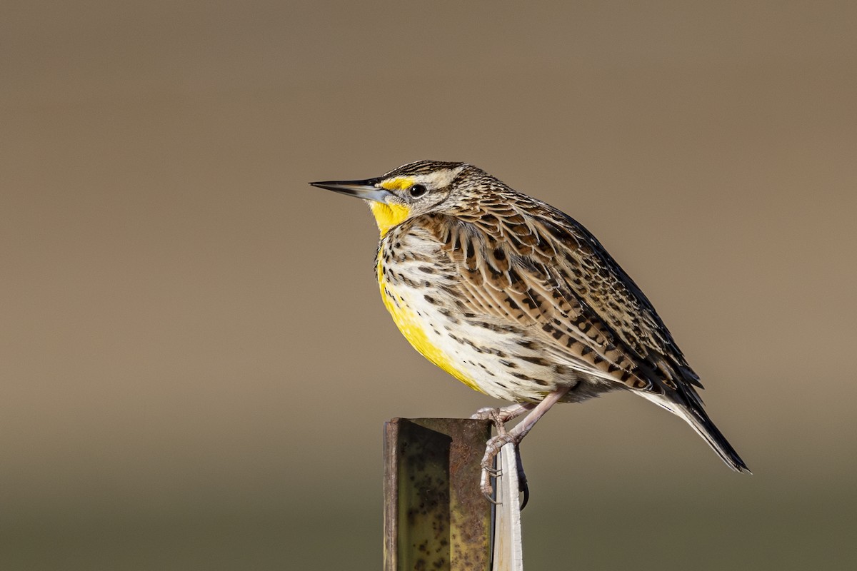 Western Meadowlark - ML630031932