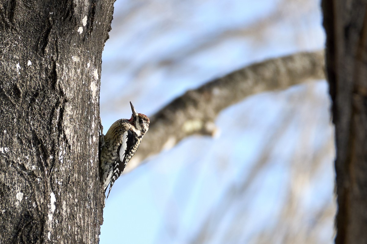 Yellow-bellied Sapsucker - ML630031939