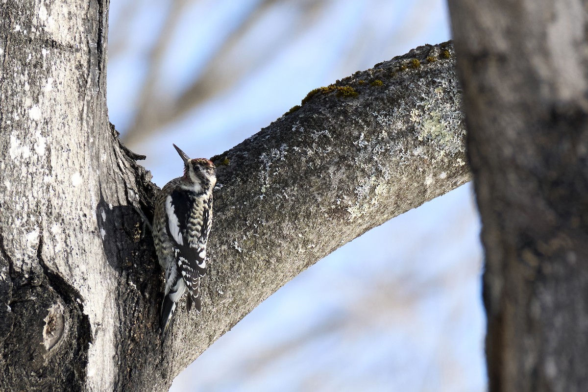 Yellow-bellied Sapsucker - ML630031942