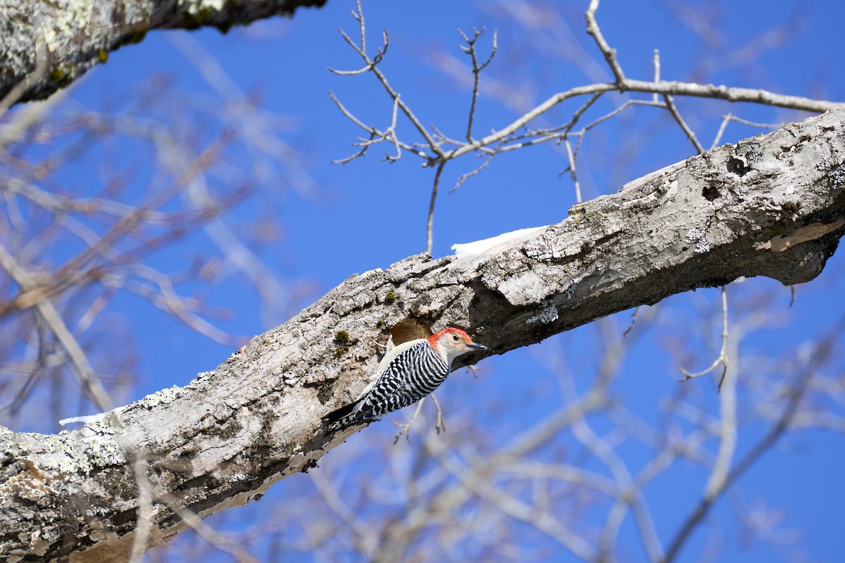 Red-bellied Woodpecker - ML630031961