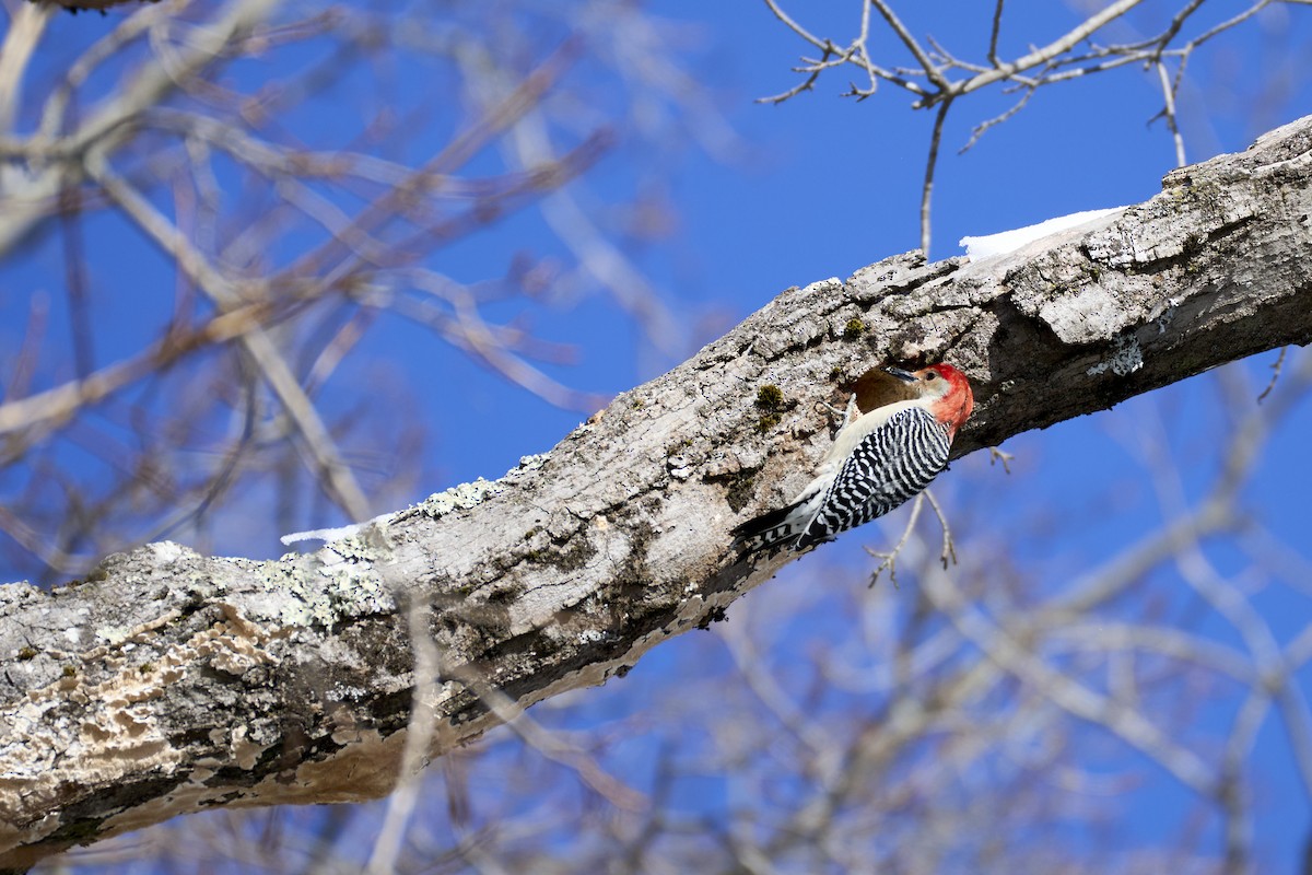 Red-bellied Woodpecker - ML630031970