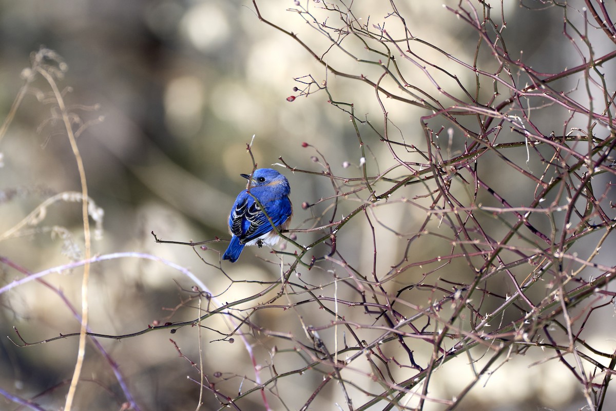Eastern Bluebird - ML630032005