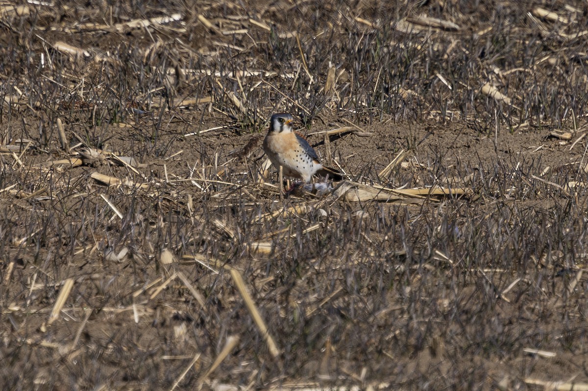 American Kestrel - ML630032109