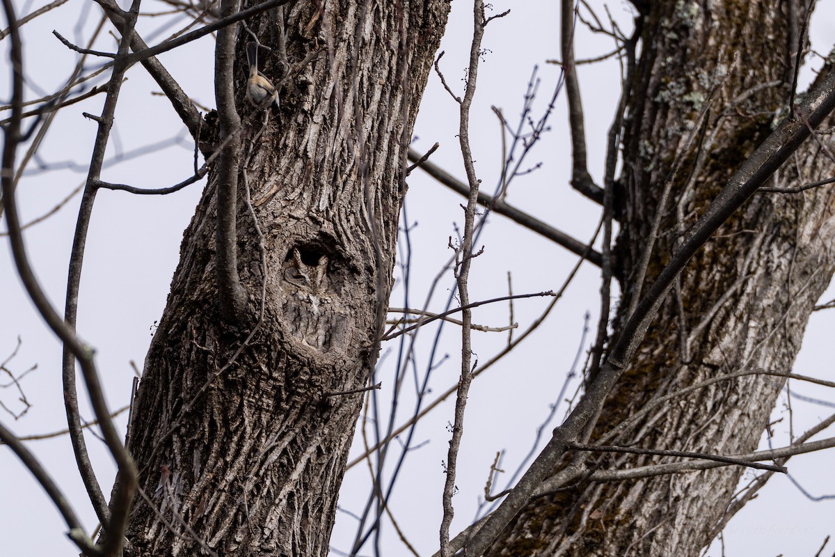 Eastern Screech-Owl - ML630032431