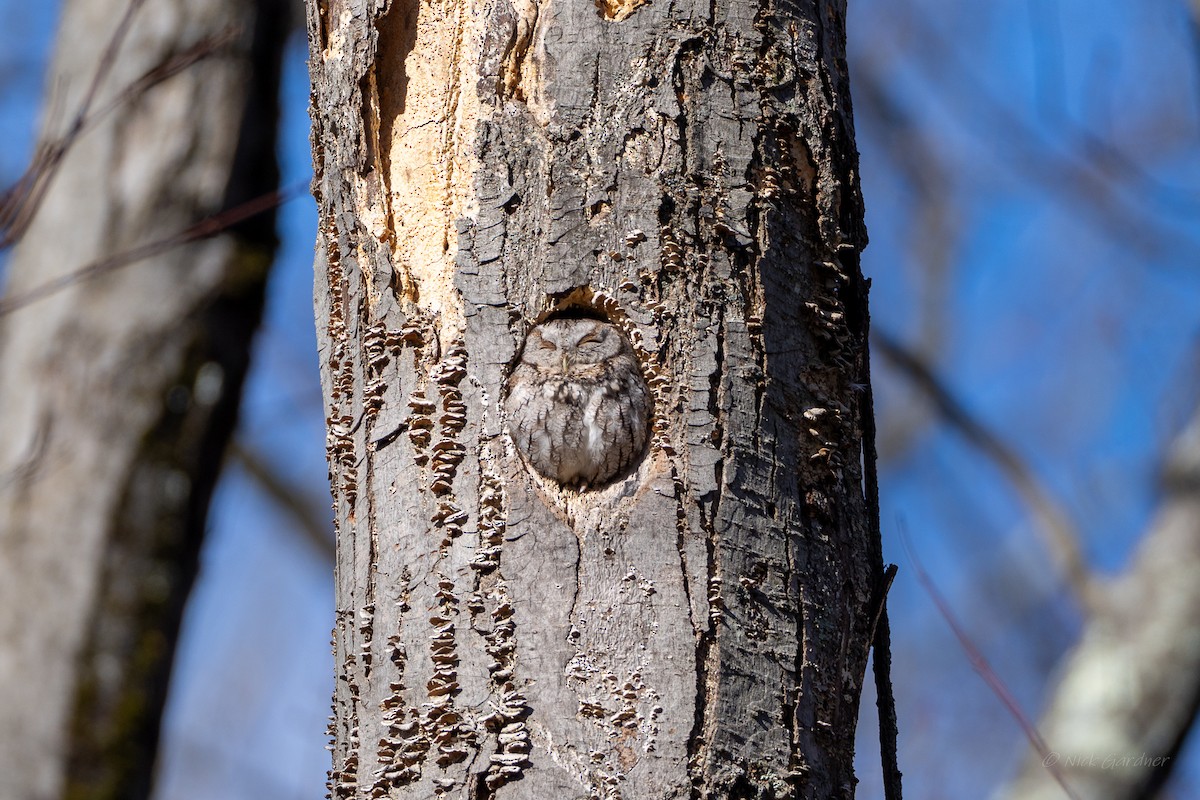 Eastern Screech-Owl - ML630032432