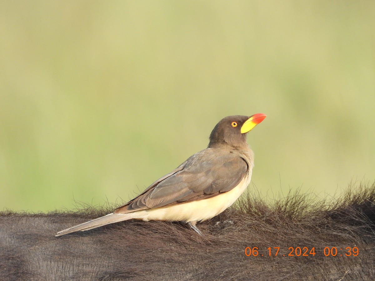 Red-billed Oxpecker - ML630032488