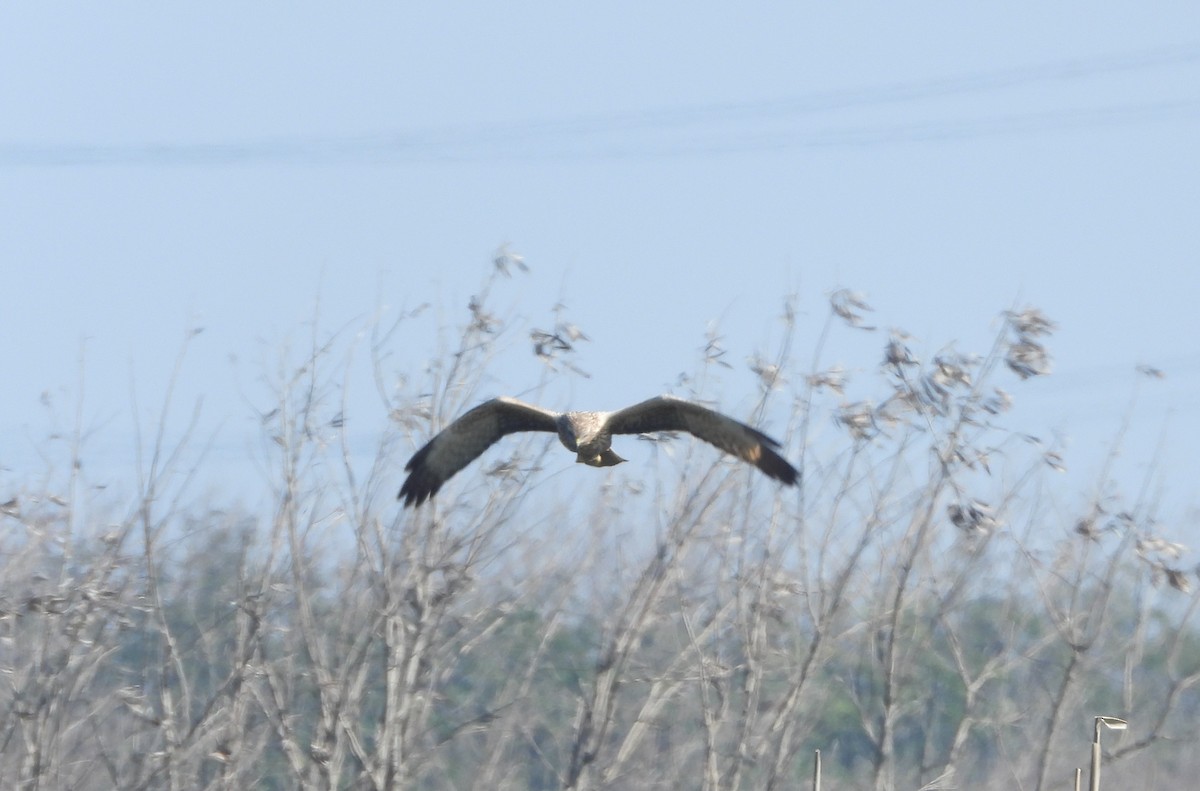 Eastern Marsh Harrier - ML630033029