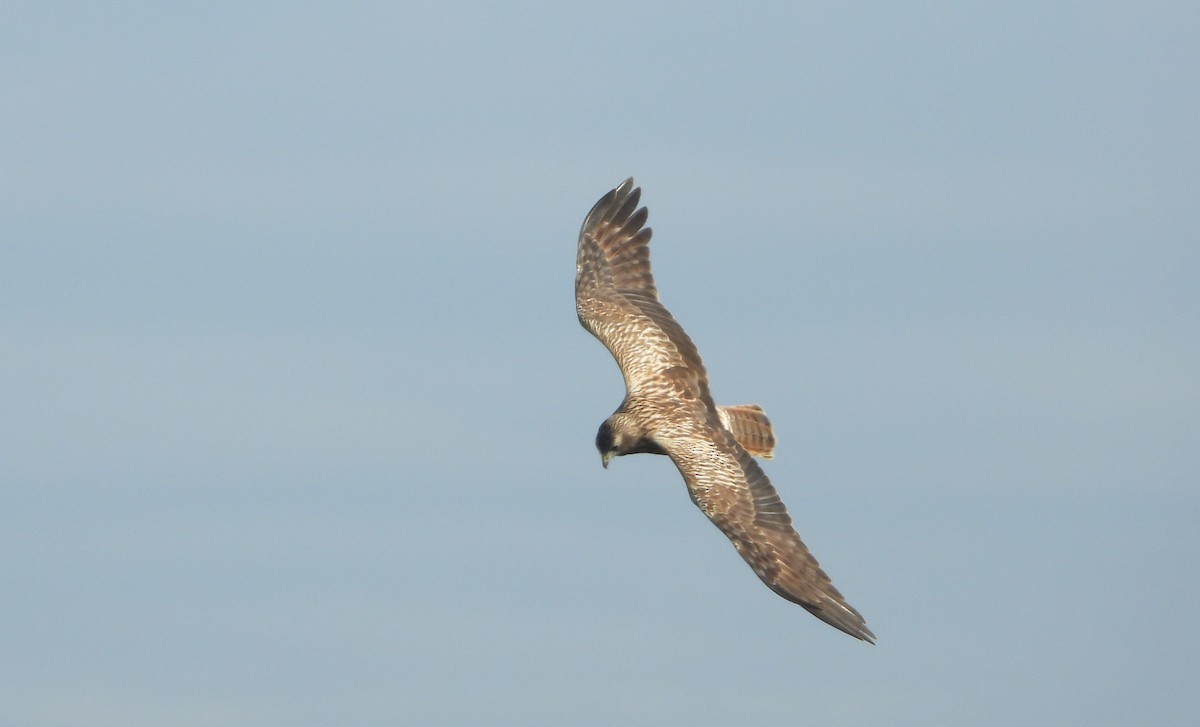 Eastern Marsh Harrier - ML630033030