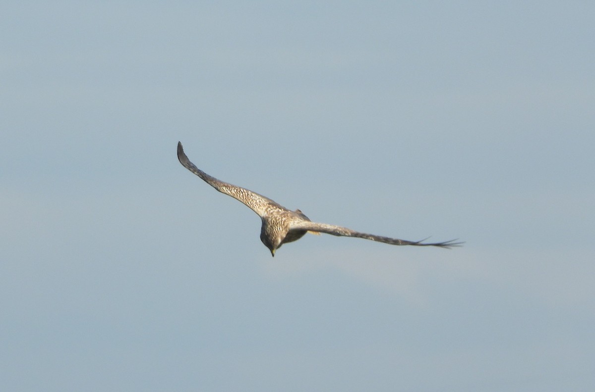 Eastern Marsh Harrier - ML630033031