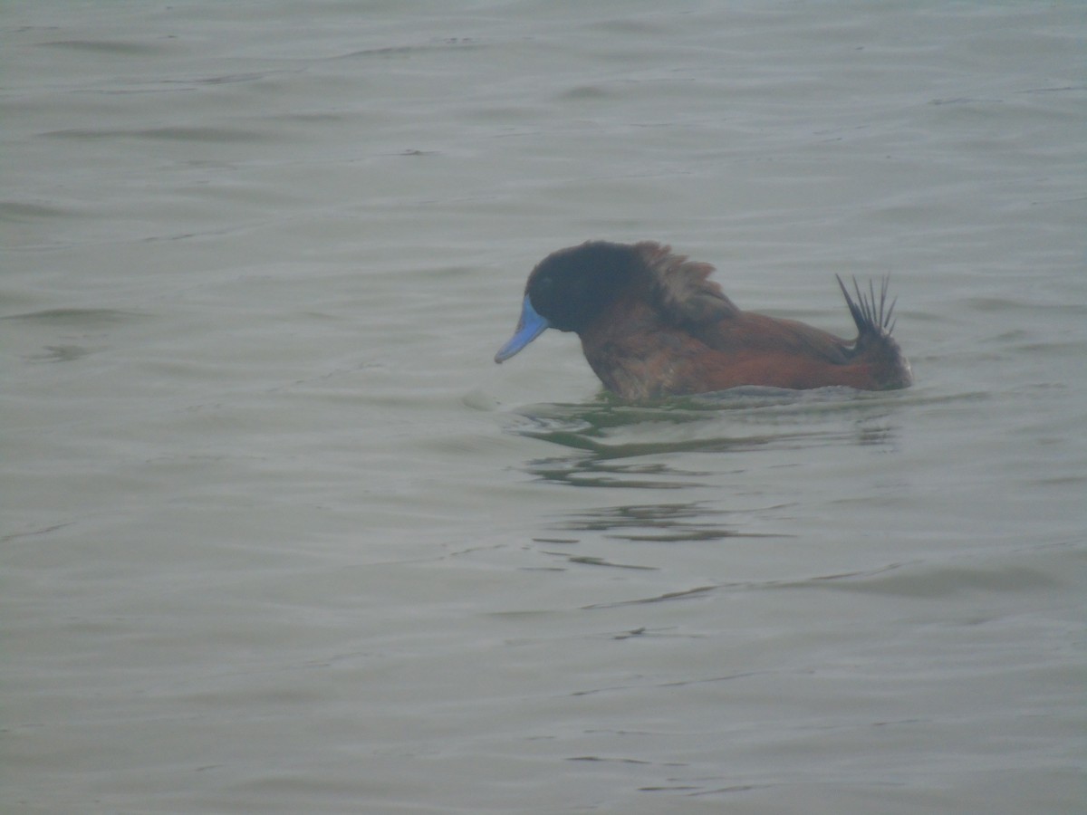 Lake Duck - ML630033371