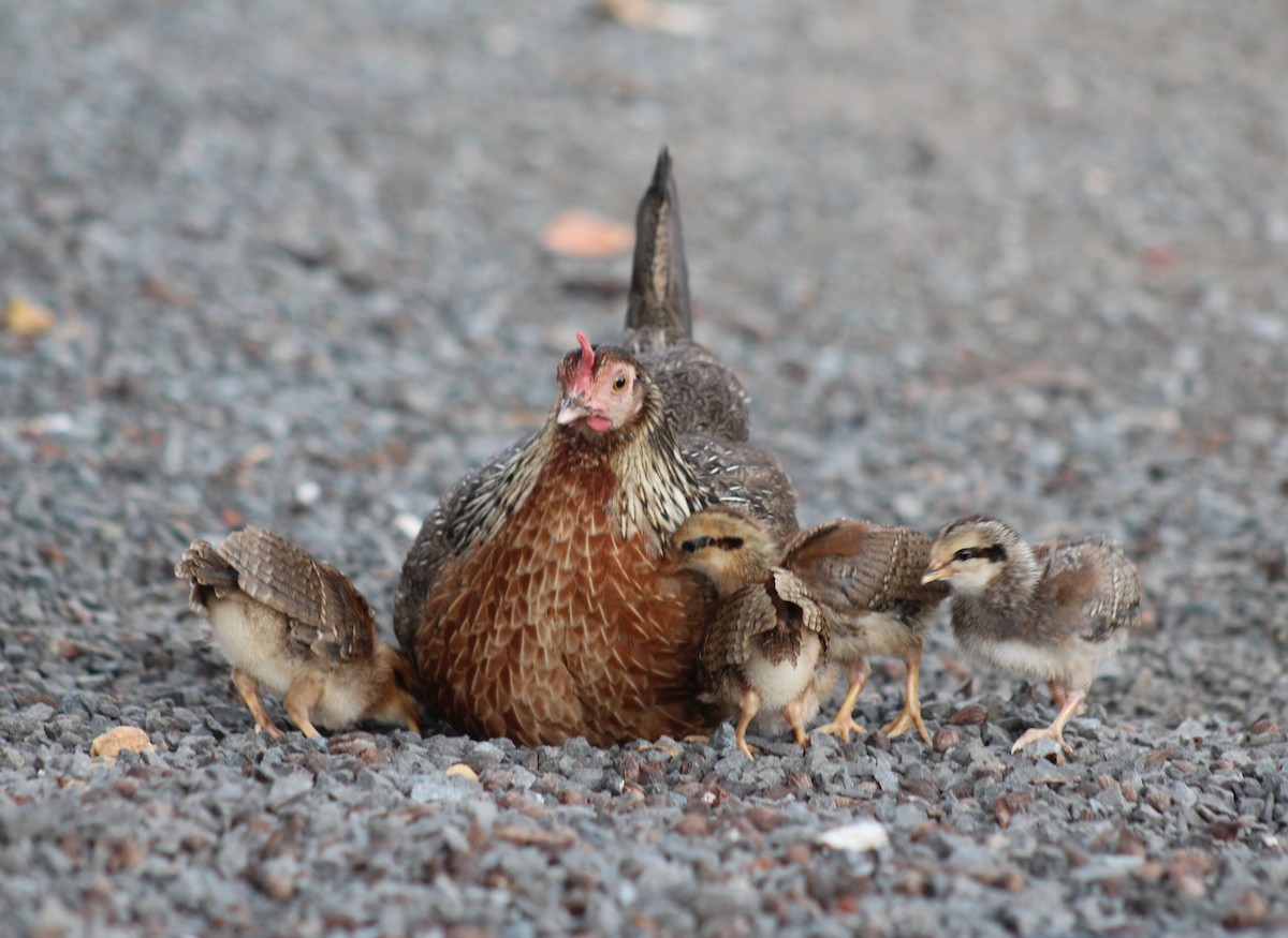 Red Junglefowl (Domestic type) - ML630033384