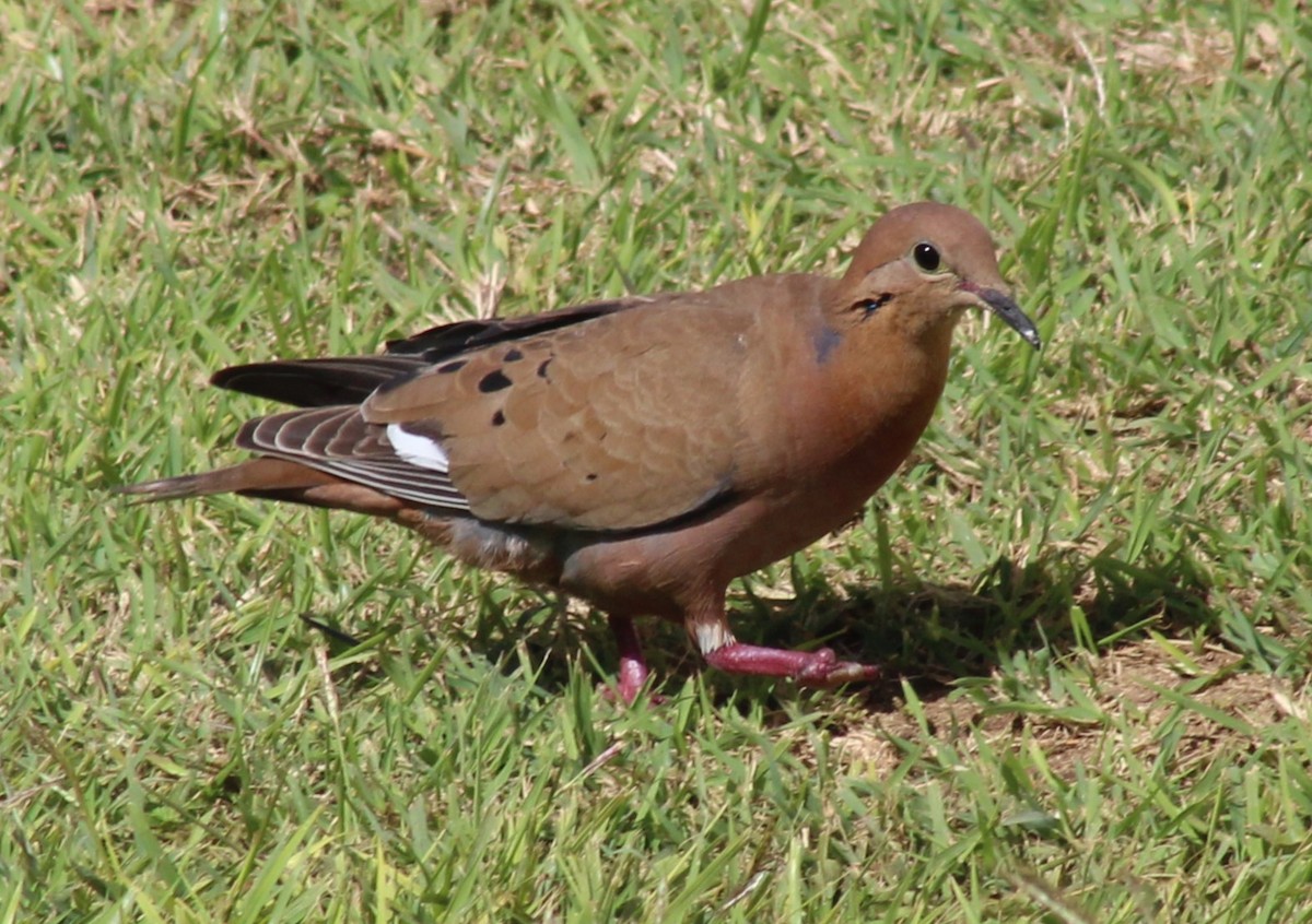 Zenaida Dove - ML630033405