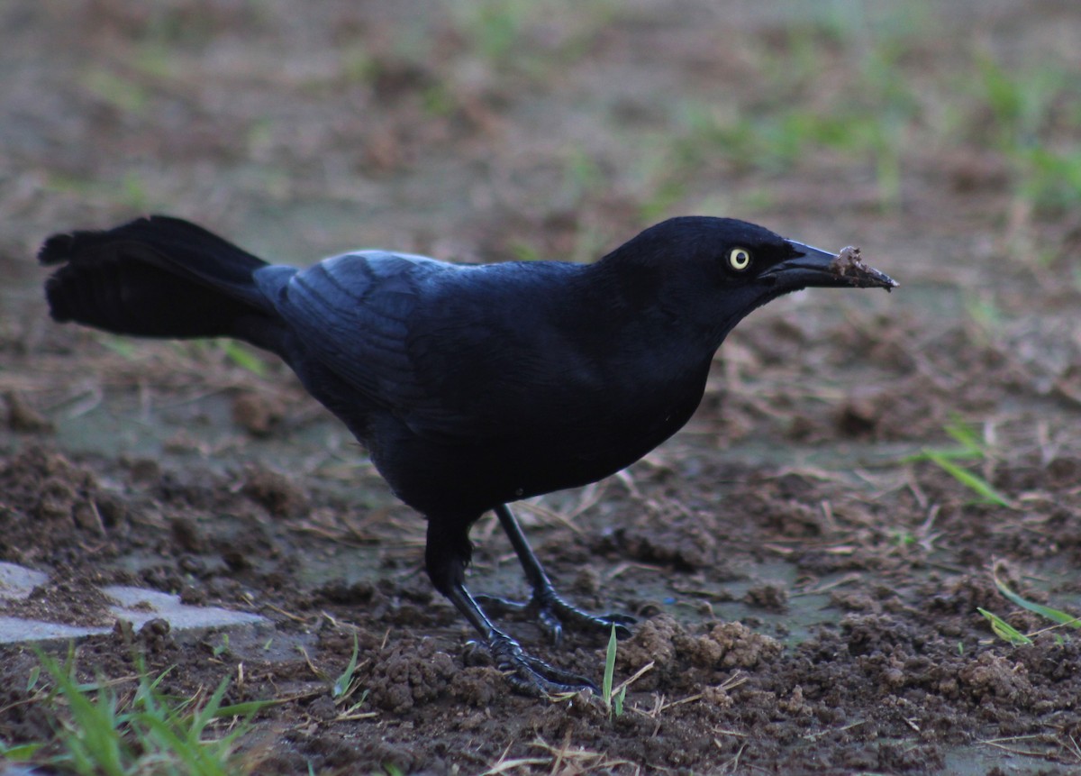 Greater Antillean Grackle - ML630033417