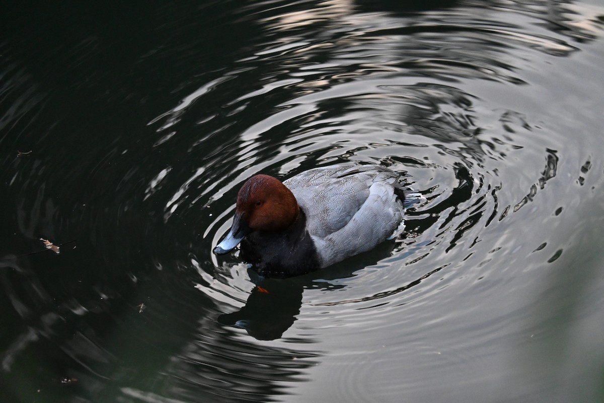 Common Pochard - ML630033460