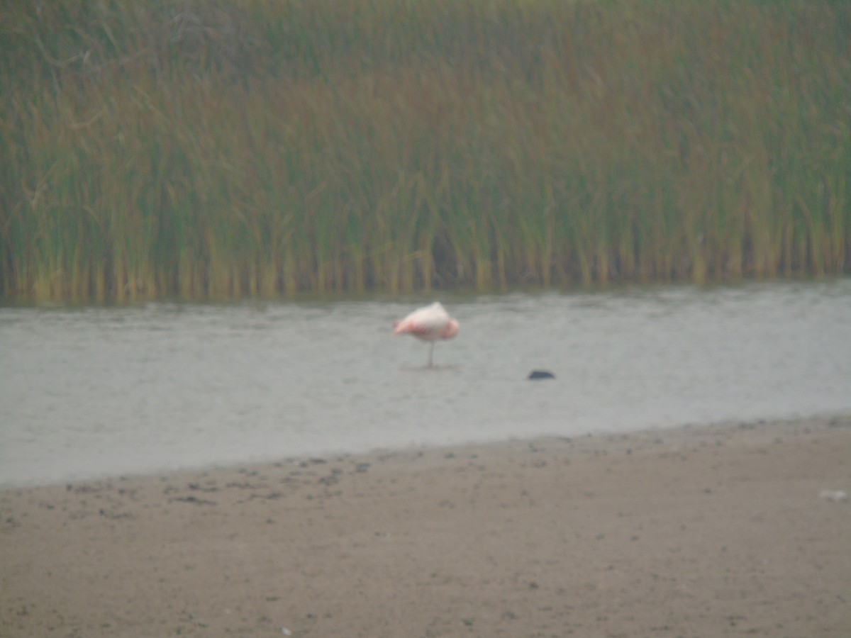 Chilean Flamingo - ML630033509