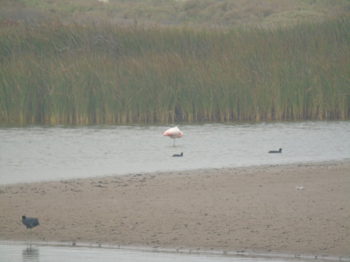 Chilean Flamingo - ML630033510