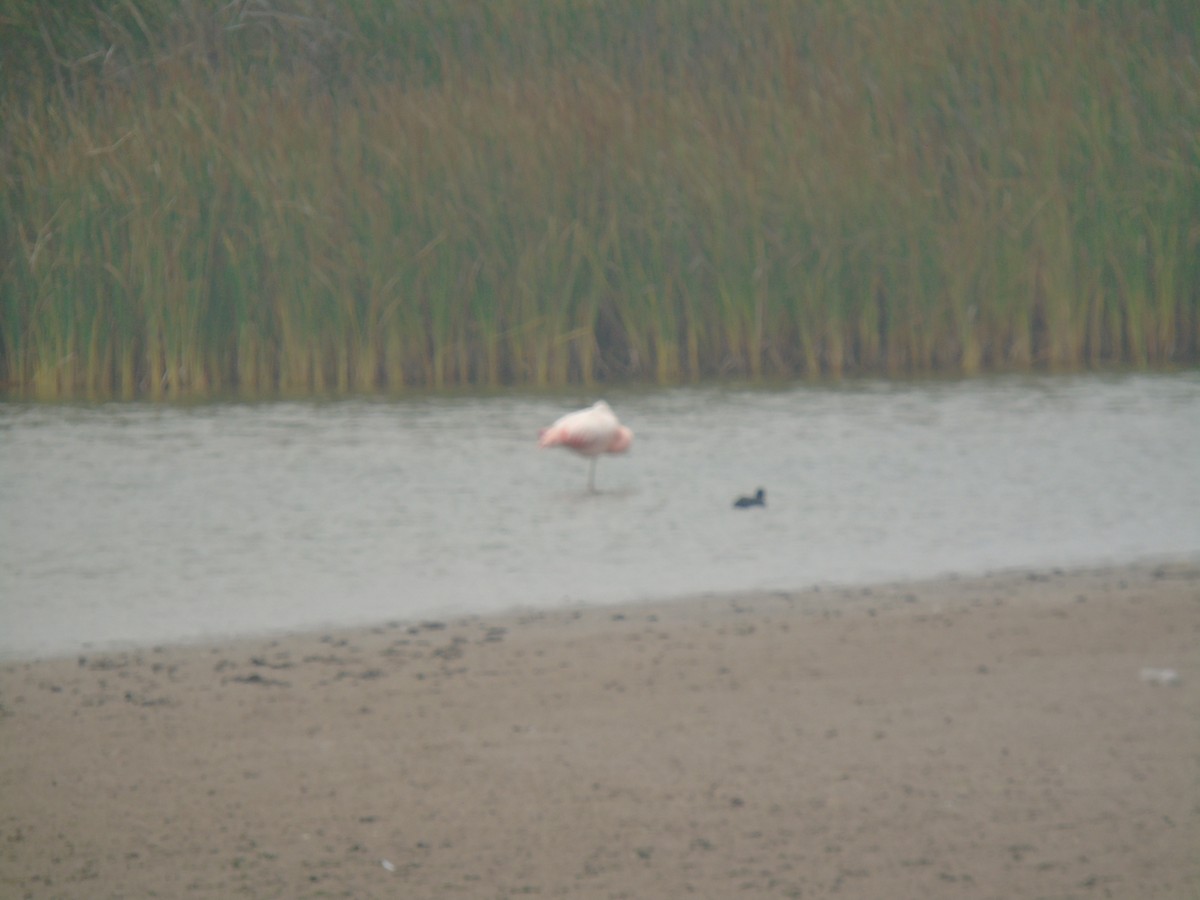 Chilean Flamingo - ML630033511