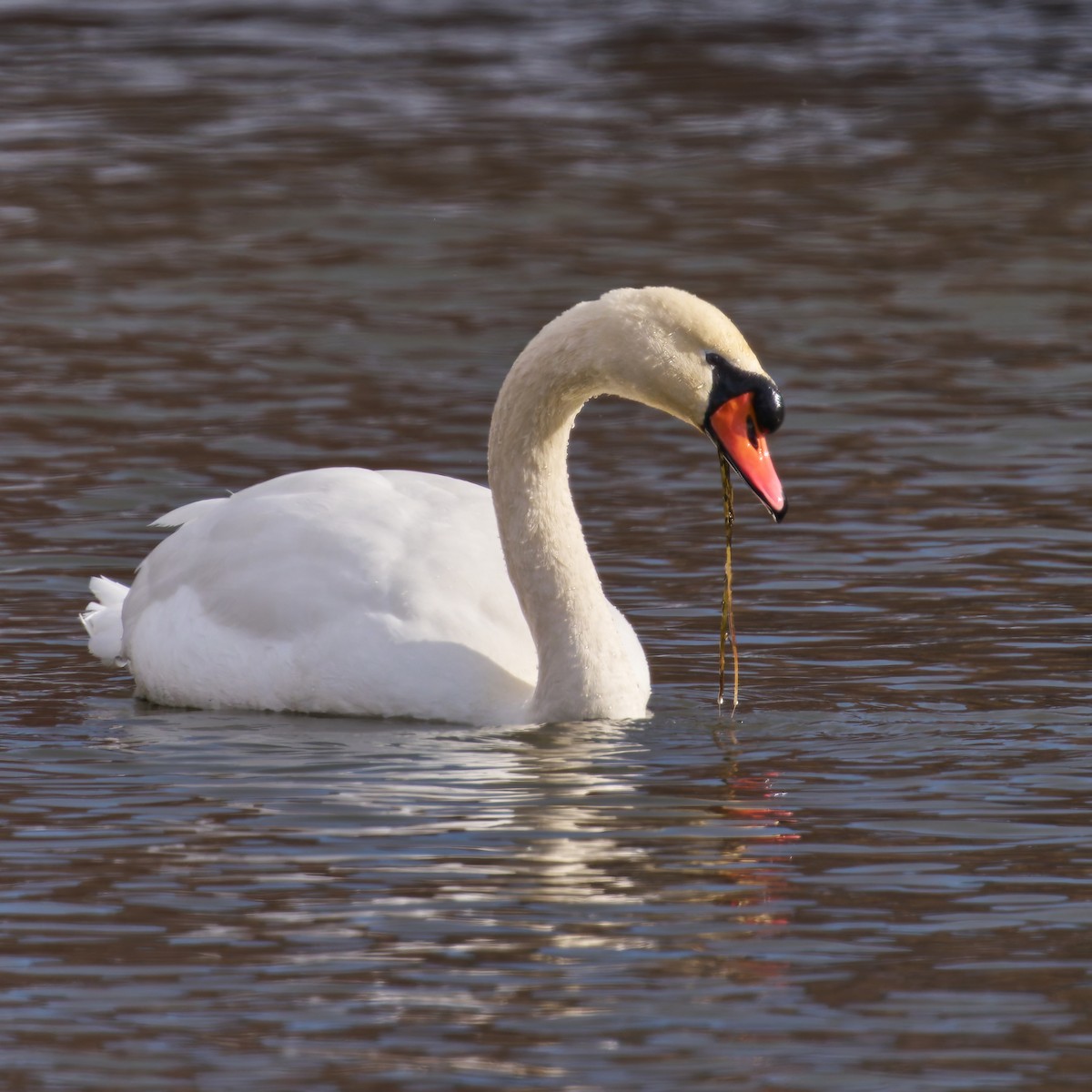 Mute Swan - ML630033536