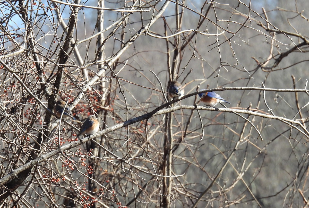 Eastern Bluebird - ML630033777