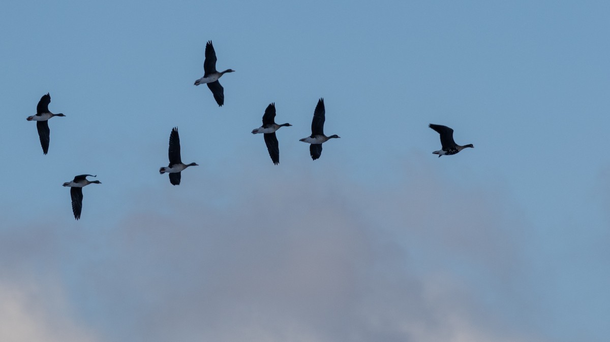 husa běločelá - ML630033924