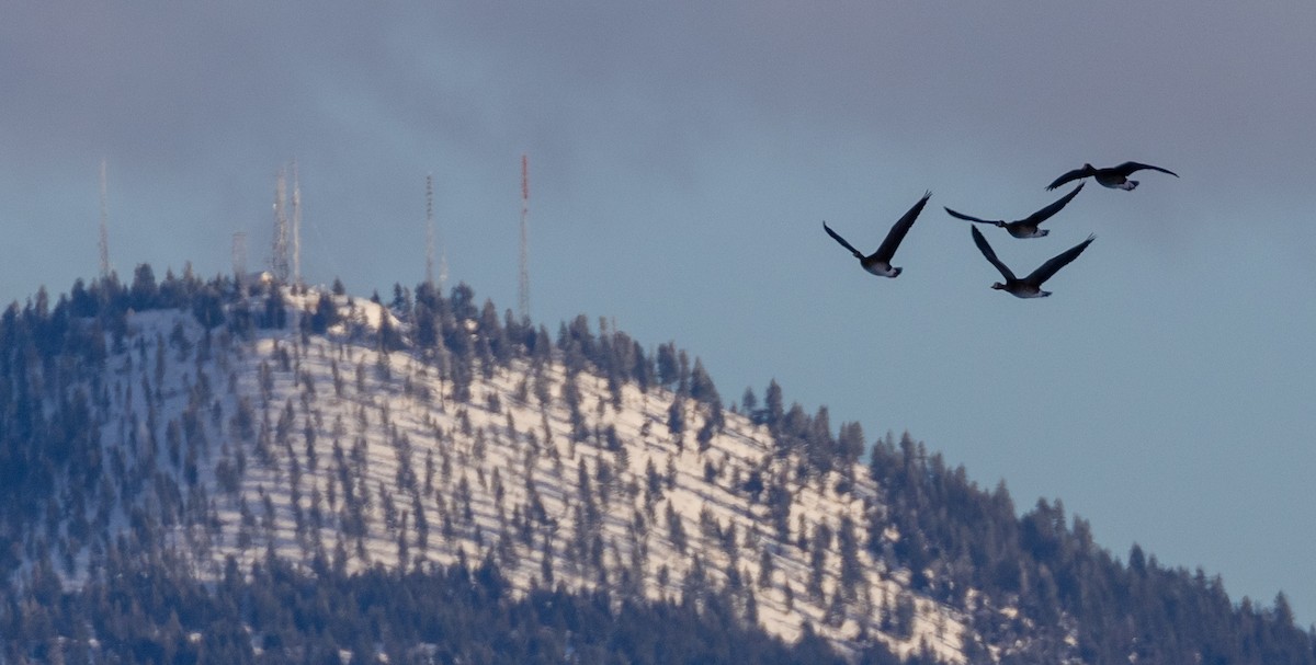 husa běločelá - ML630033925