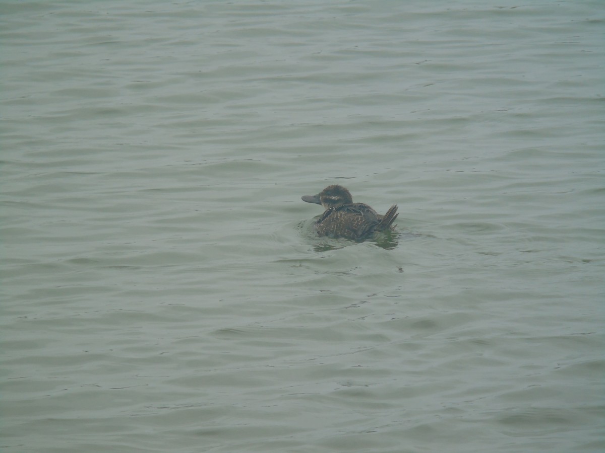 Lake Duck - ML630034080