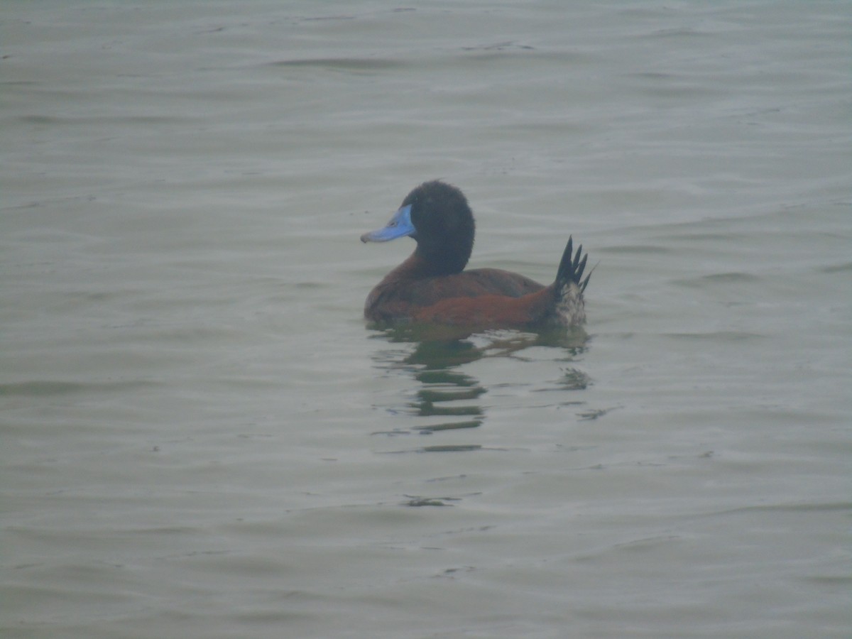 Lake Duck - ML630034081