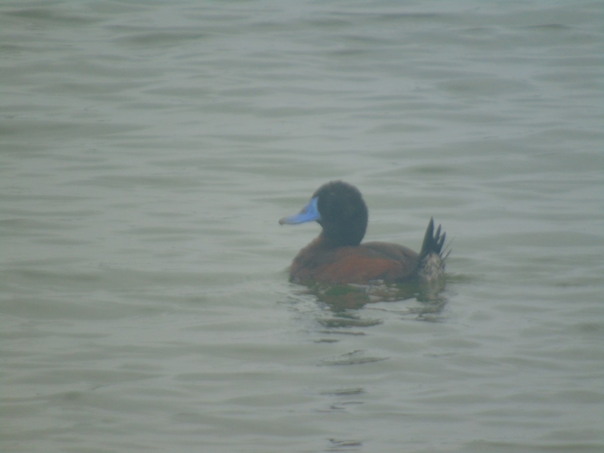 Lake Duck - ML630034082