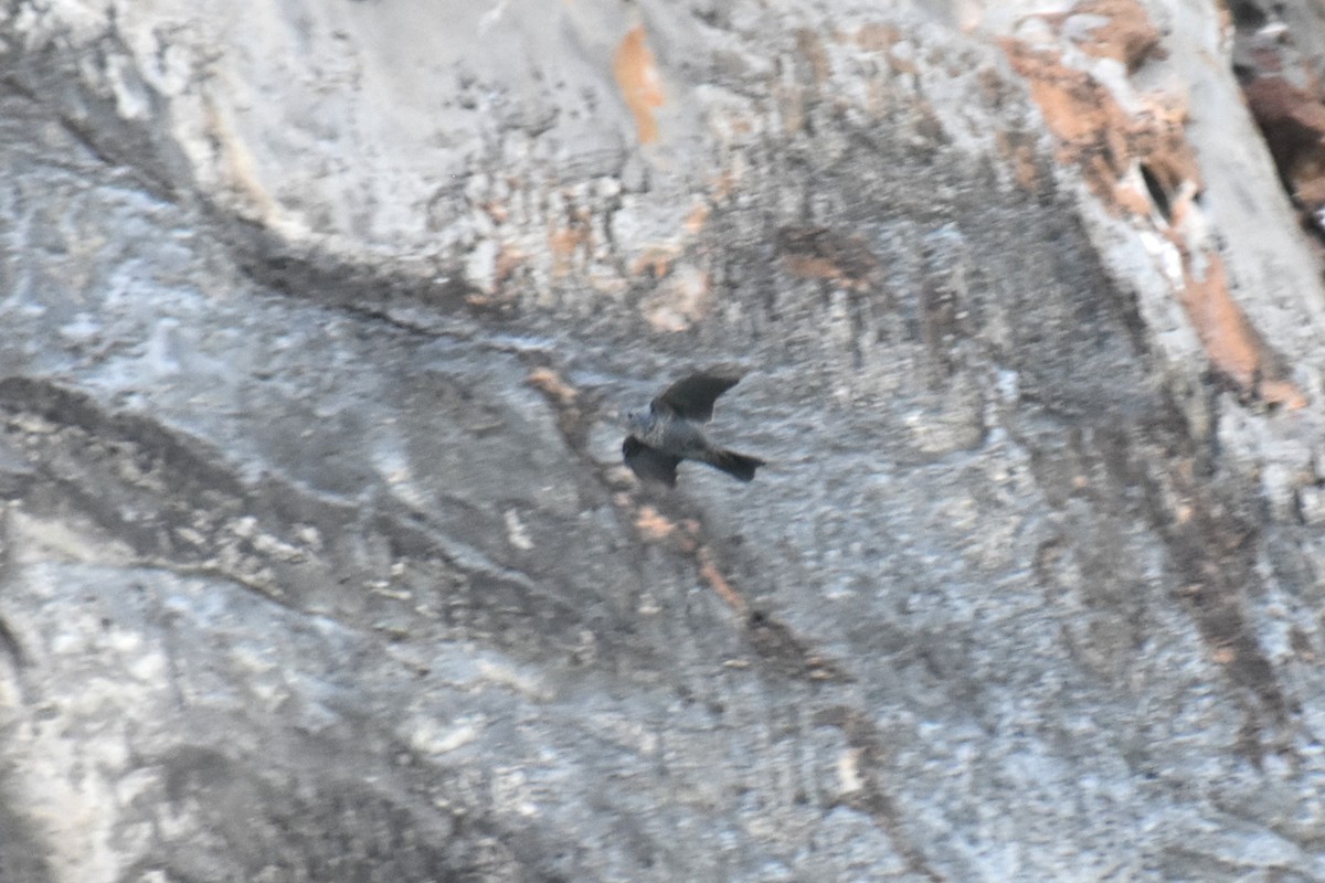 Roquero Solitario - ML630034206