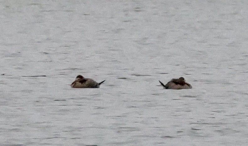 Ruddy Duck - ML630034333
