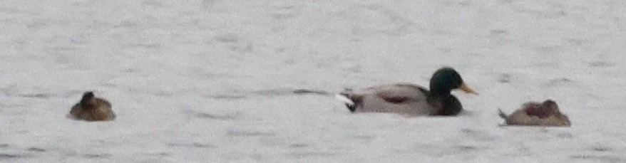 Ruddy Duck - ML630034334