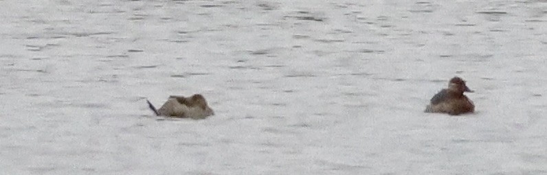 Ruddy Duck - ML630034335
