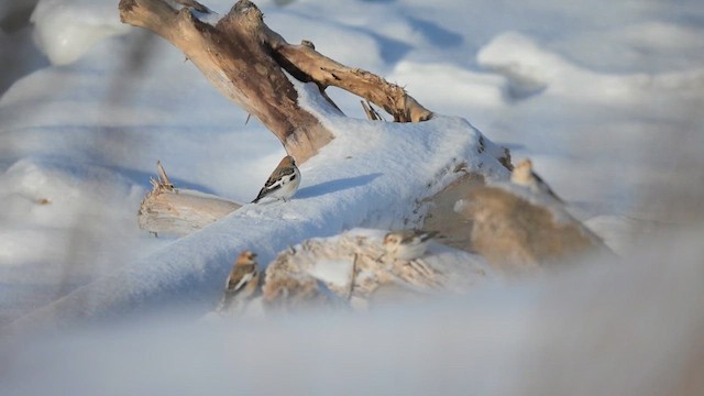 Цасч хөмрөг - ML630034371