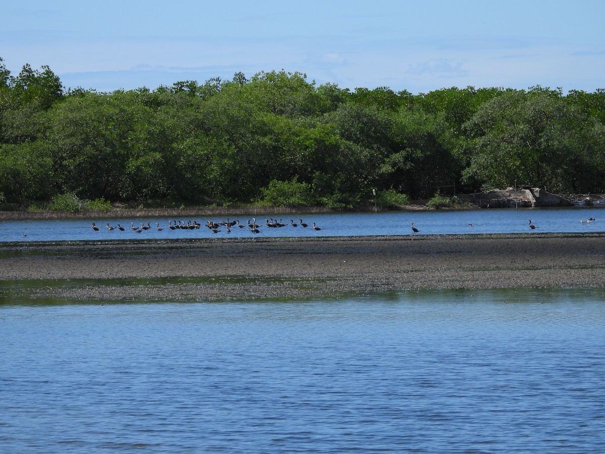 Neotropic Cormorant - ML630034566