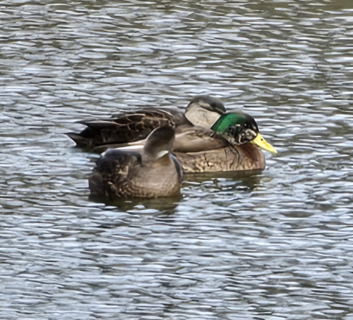 Mallard x American Black Duck (hybrid) - ML630034649