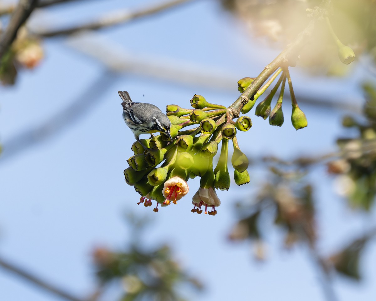 Yellow-throated Warbler - ML630034680