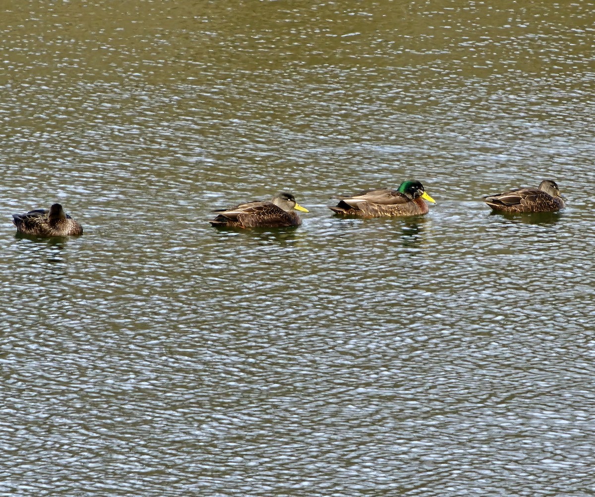 Mallard x American Black Duck (hybrid) - ML630034699