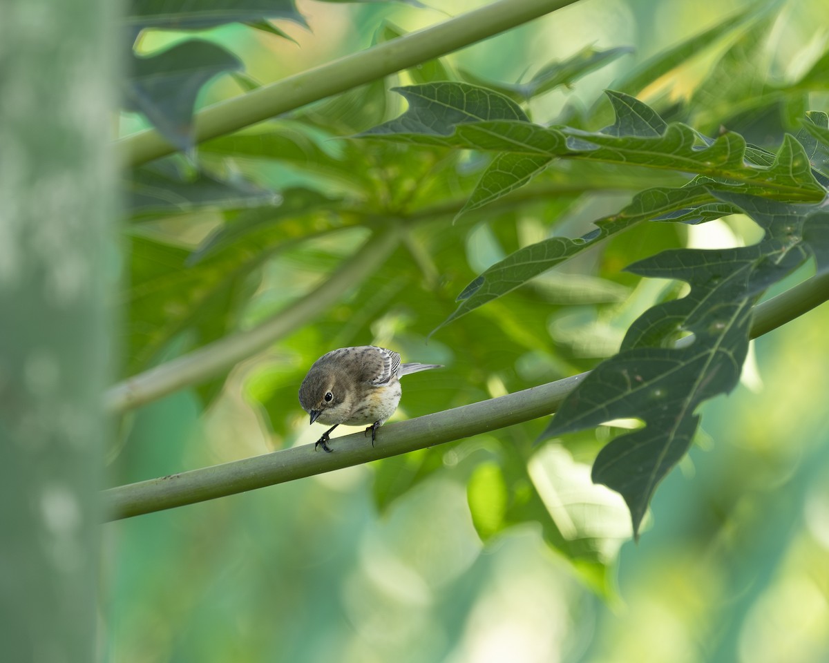 Yellow-rumped Warbler (Myrtle) - ML630034717