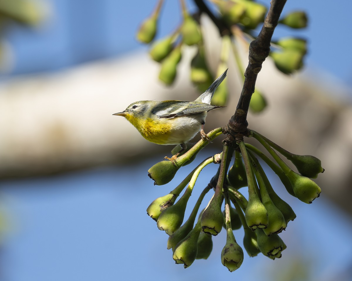 Northern Parula - ML630034775