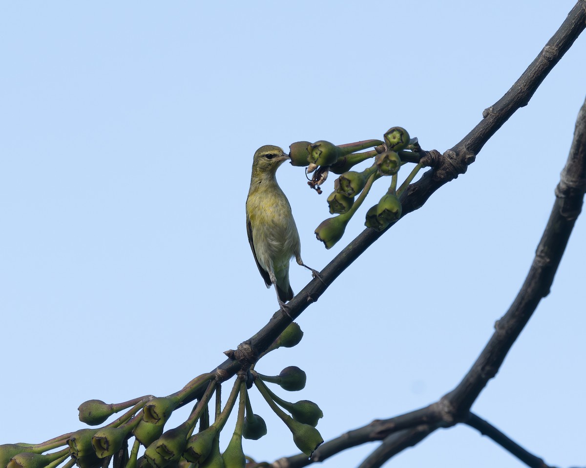 Tennessee Warbler - ML630034850
