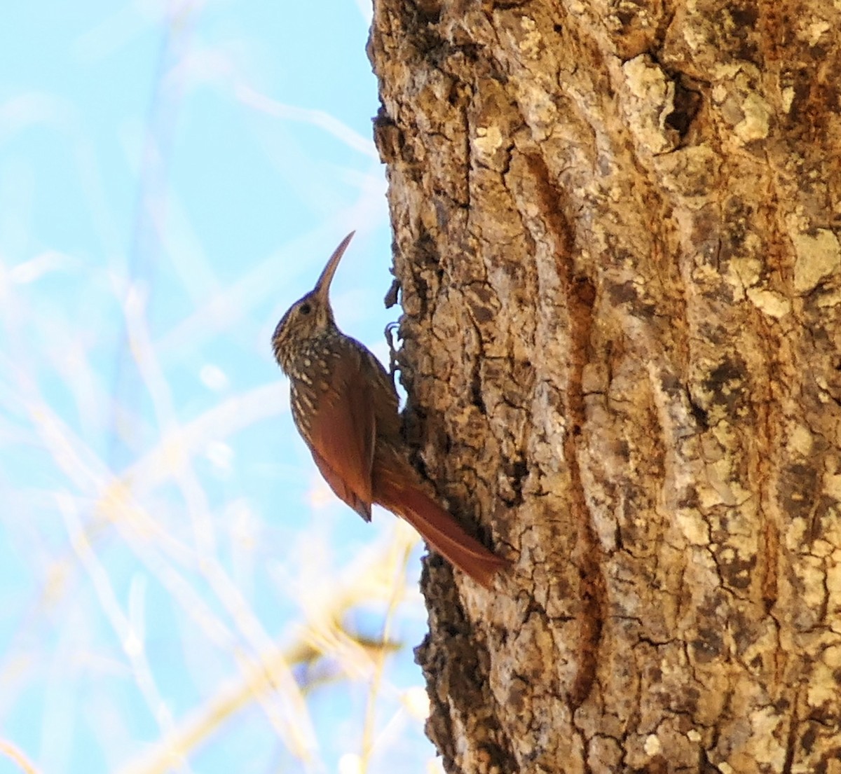 Ivory-billed Woodcreeper - Sheila Skay