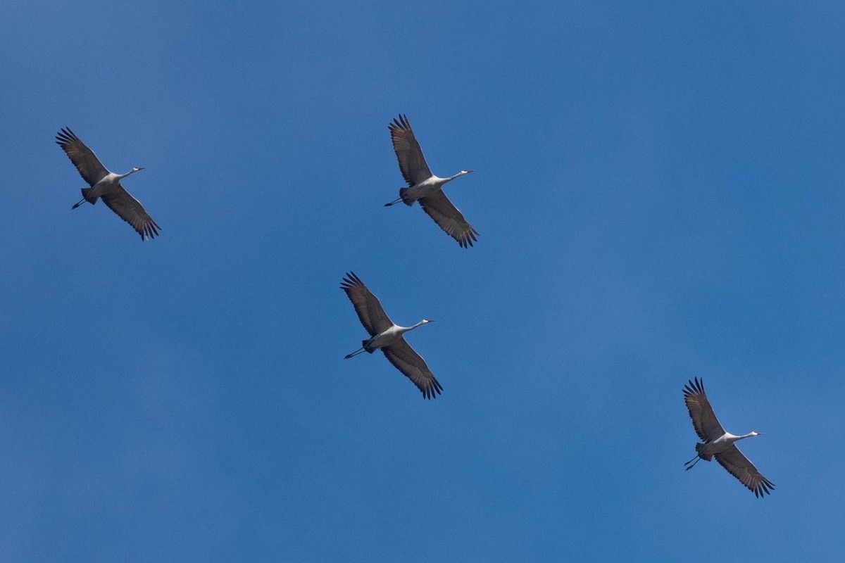 Sandhill Crane - ML630035363