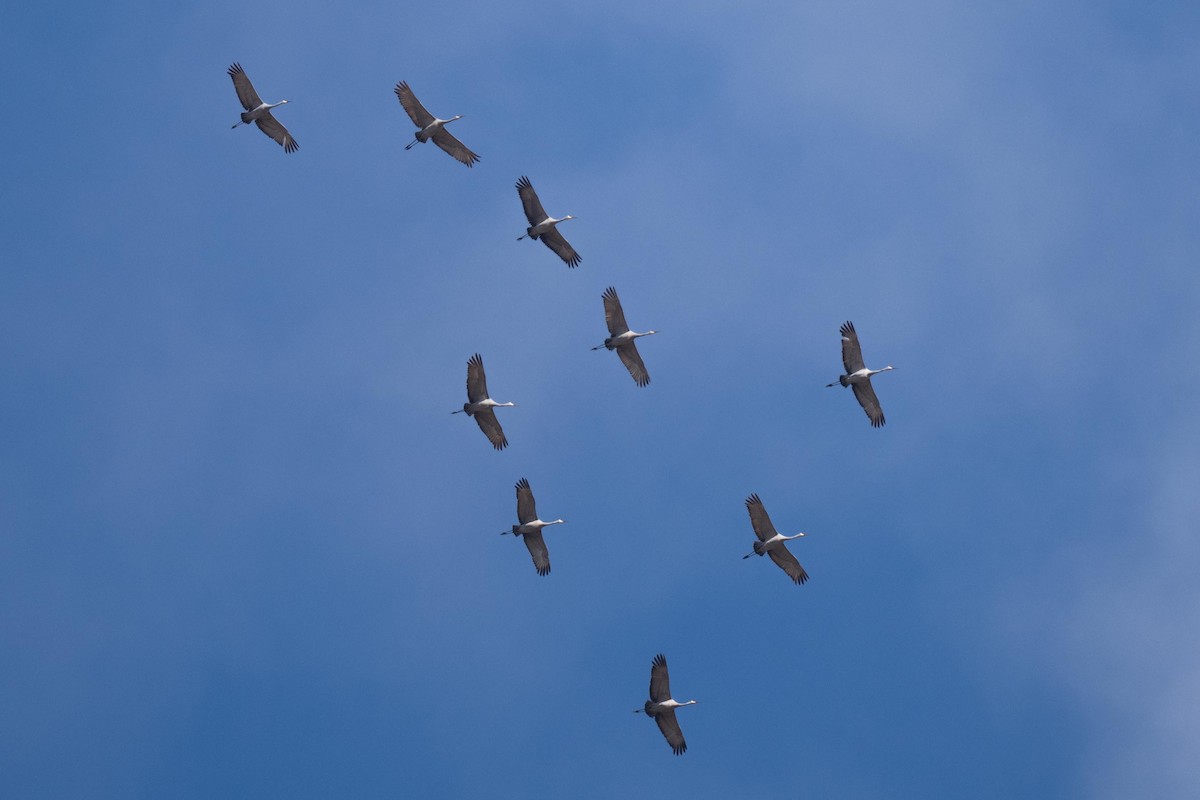 Sandhill Crane - ML630035364