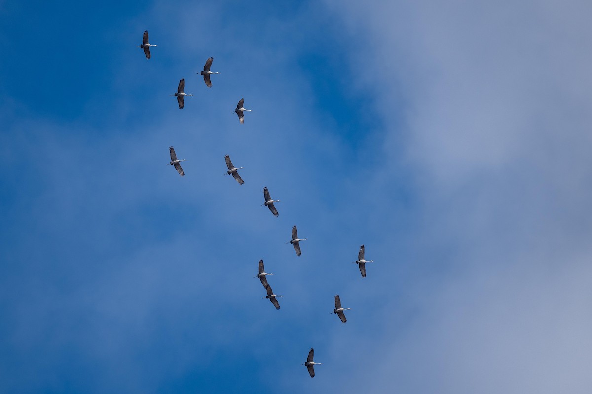 Sandhill Crane - ML630035365