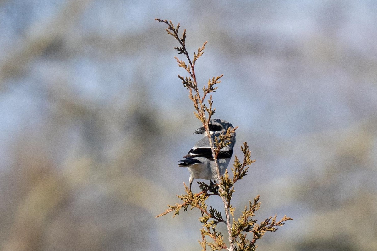 Loggerhead Shrike - ML630035377