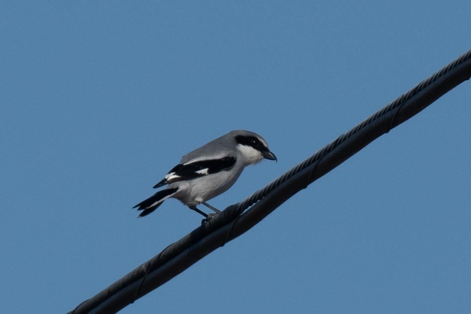 Loggerhead Shrike - ML630035379
