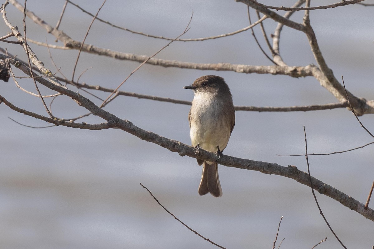 Eastern Phoebe - ML630035391